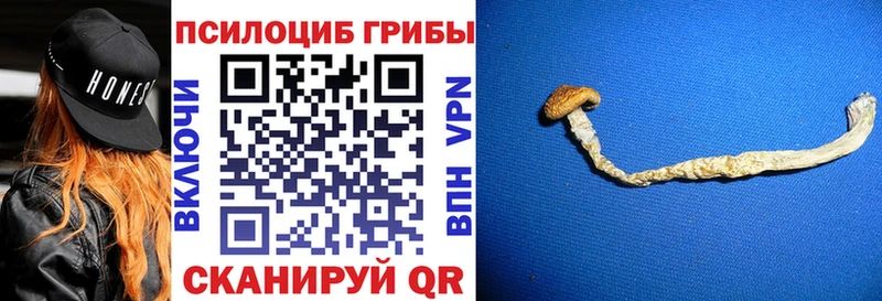 Псилоцибиновые грибы Psilocybe  Баксан 